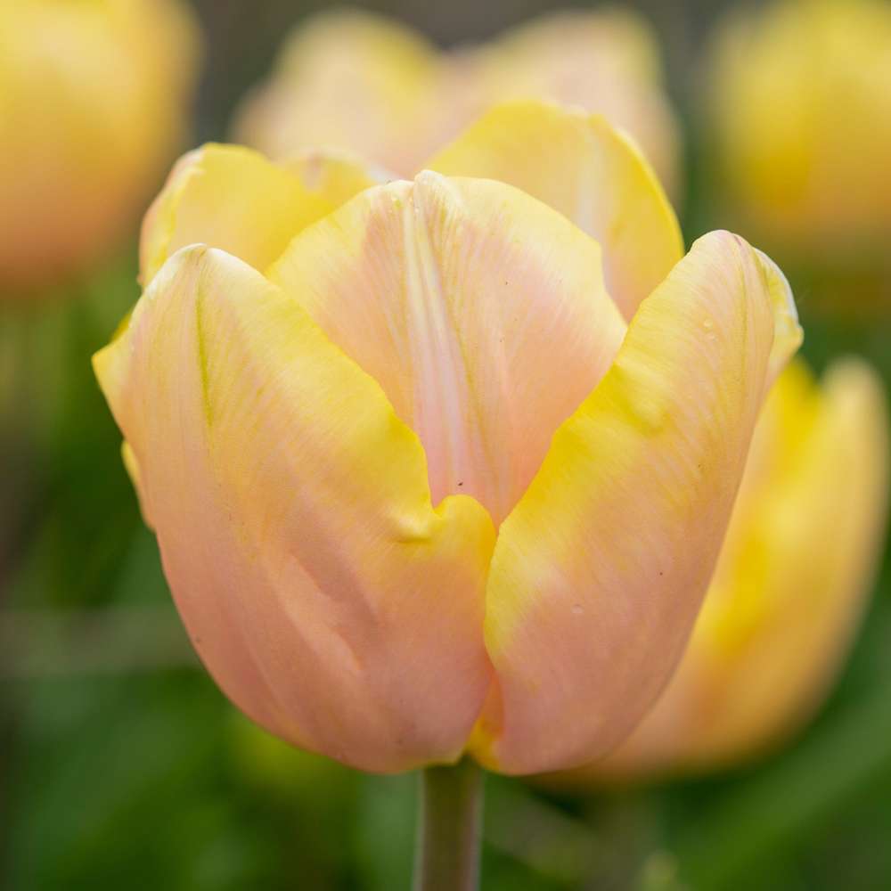 Tulpan 'Mango Charm'